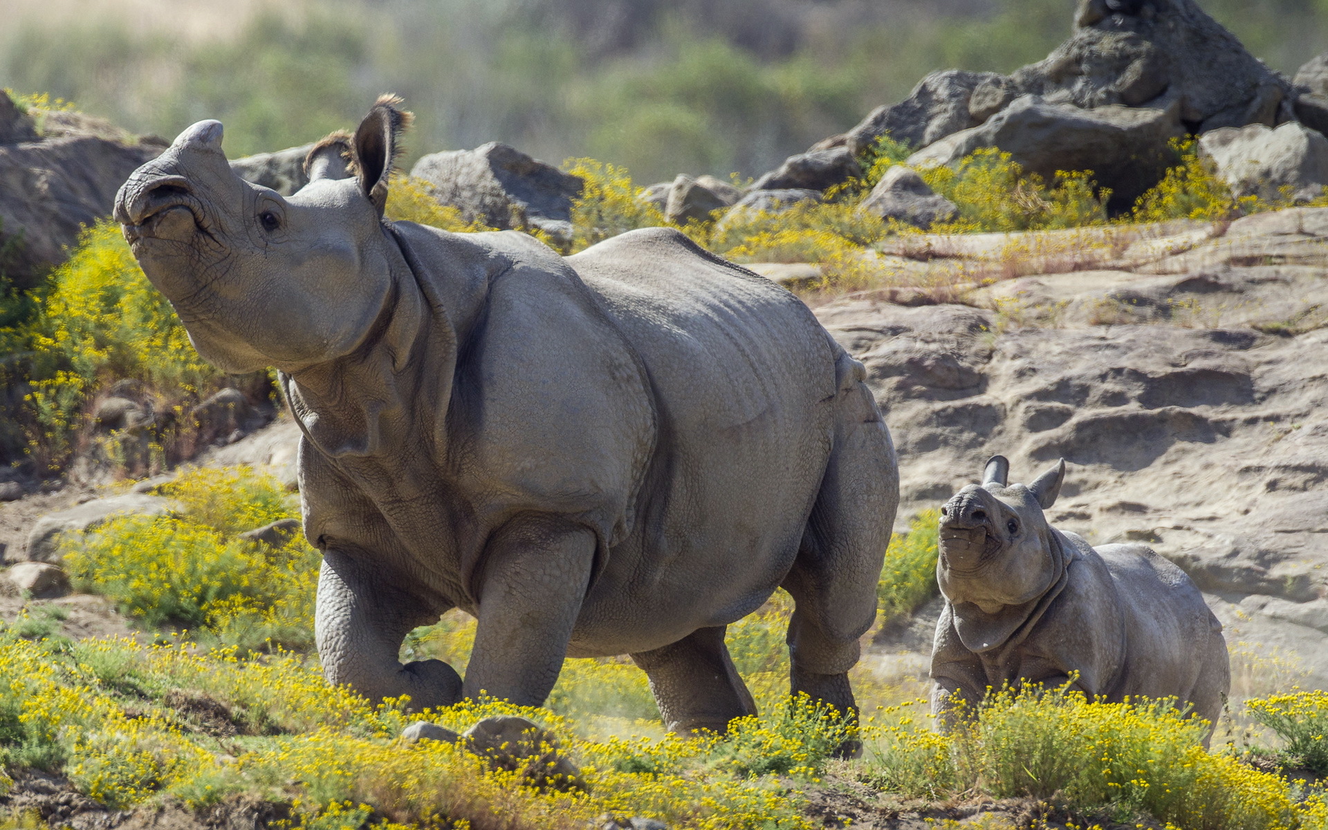 Fonds d'cran Animaux Rhinocros 