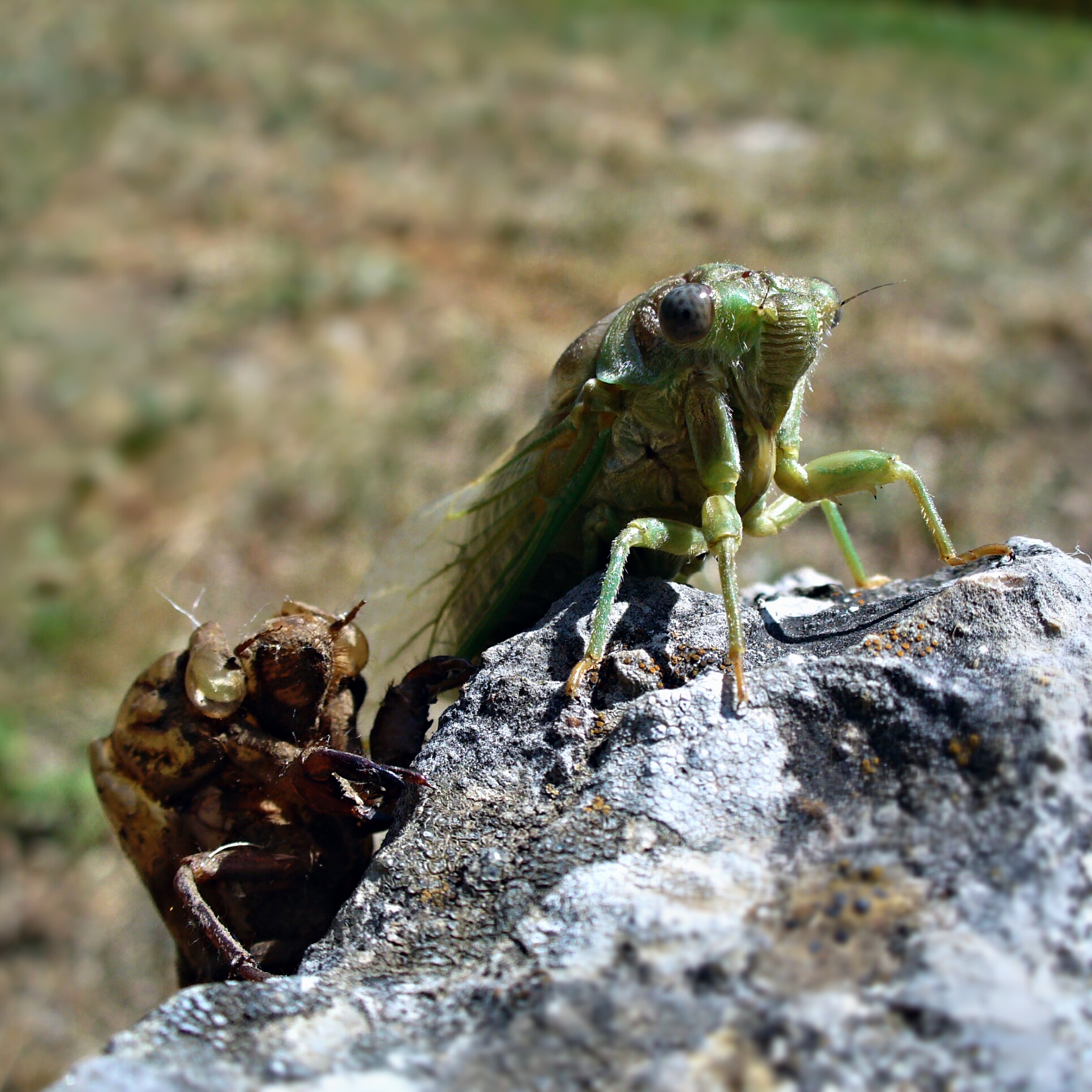 Wallpapers Animals Insects - Cicadas des tenebres a la lumiere...