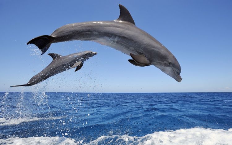 Wallpapers Animals Sealife - Dolphins Wallpaper N349306