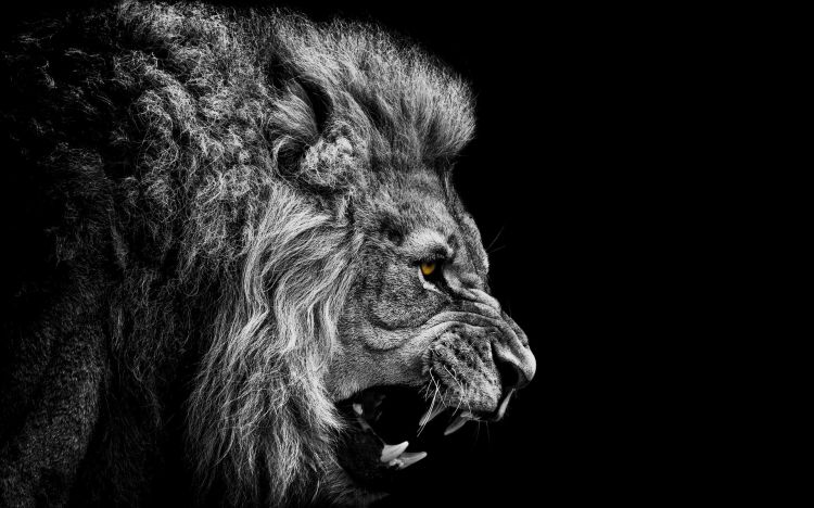 Wallpapers Animals Felines - Lions Wallpaper N349313