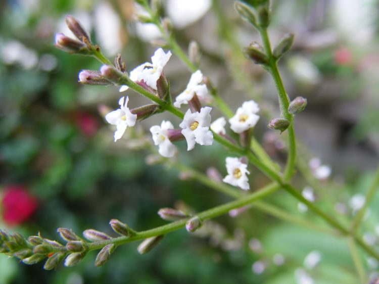 Fonds d'cran Nature Fleurs Verveine