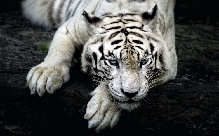 Fonds d'cran Animaux Flins - Tigres Wallpaper N349279