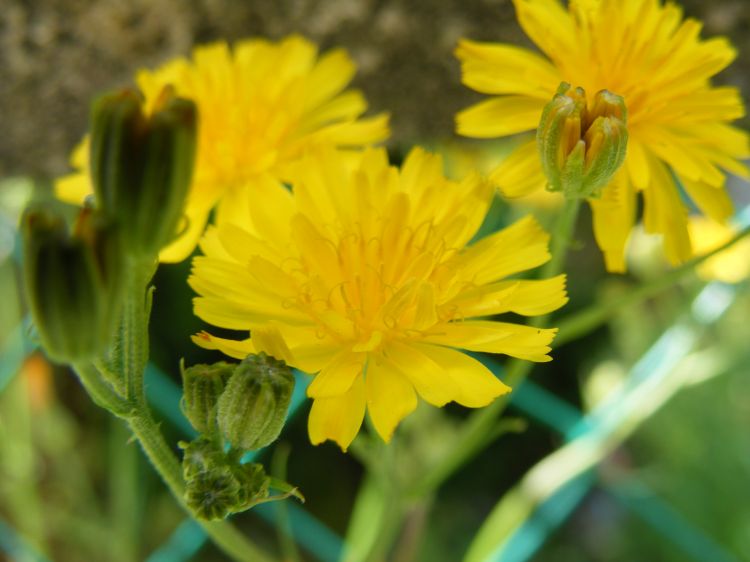 Wallpapers Nature Flowers Fleur jaune