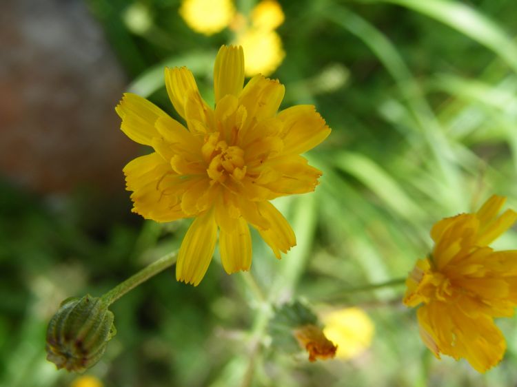 Fonds d'cran Nature Fleurs Fleur jaune