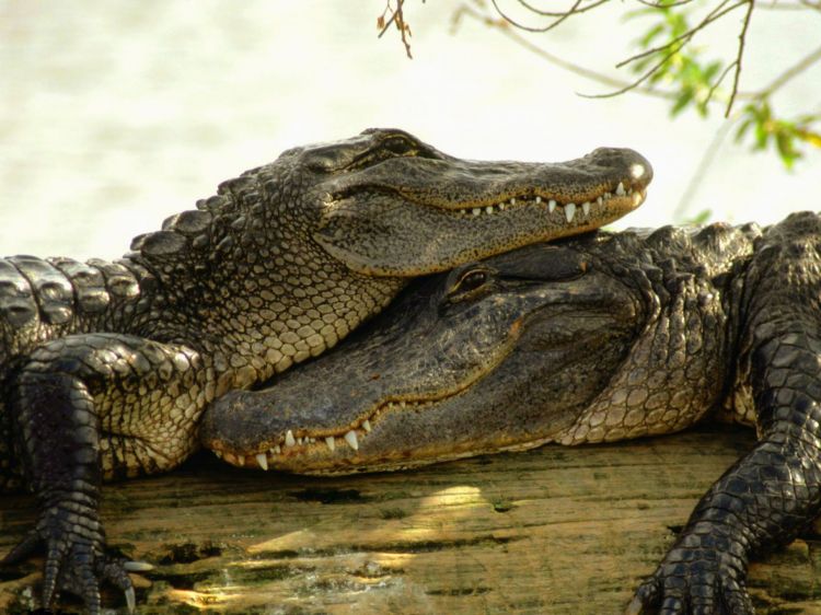 Wallpapers Animals Crocodile - Alligator - Caiman Wallpaper N349293