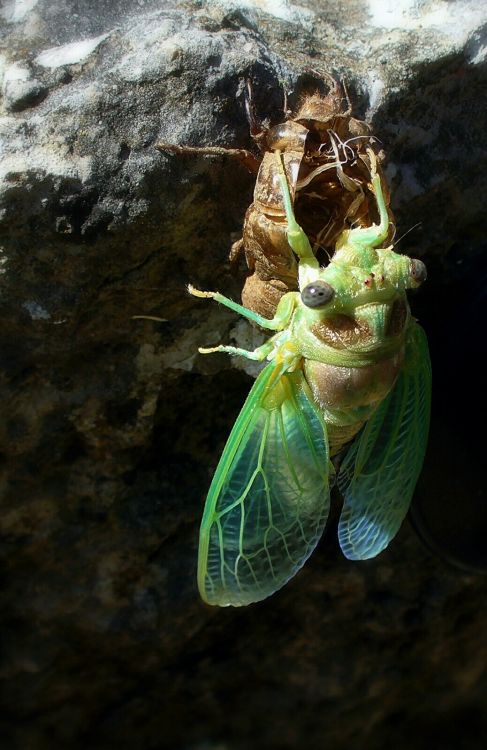 Wallpapers Animals Insects - Cicadas changer de peau pour changer de vie...