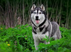  Animaux Image sans titre N349283