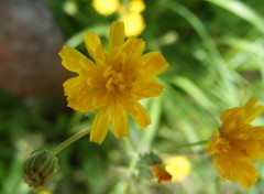  Nature Fleur jaune