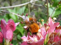  Animaux Fleurs