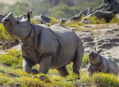  Animaux Image sans titre N349296