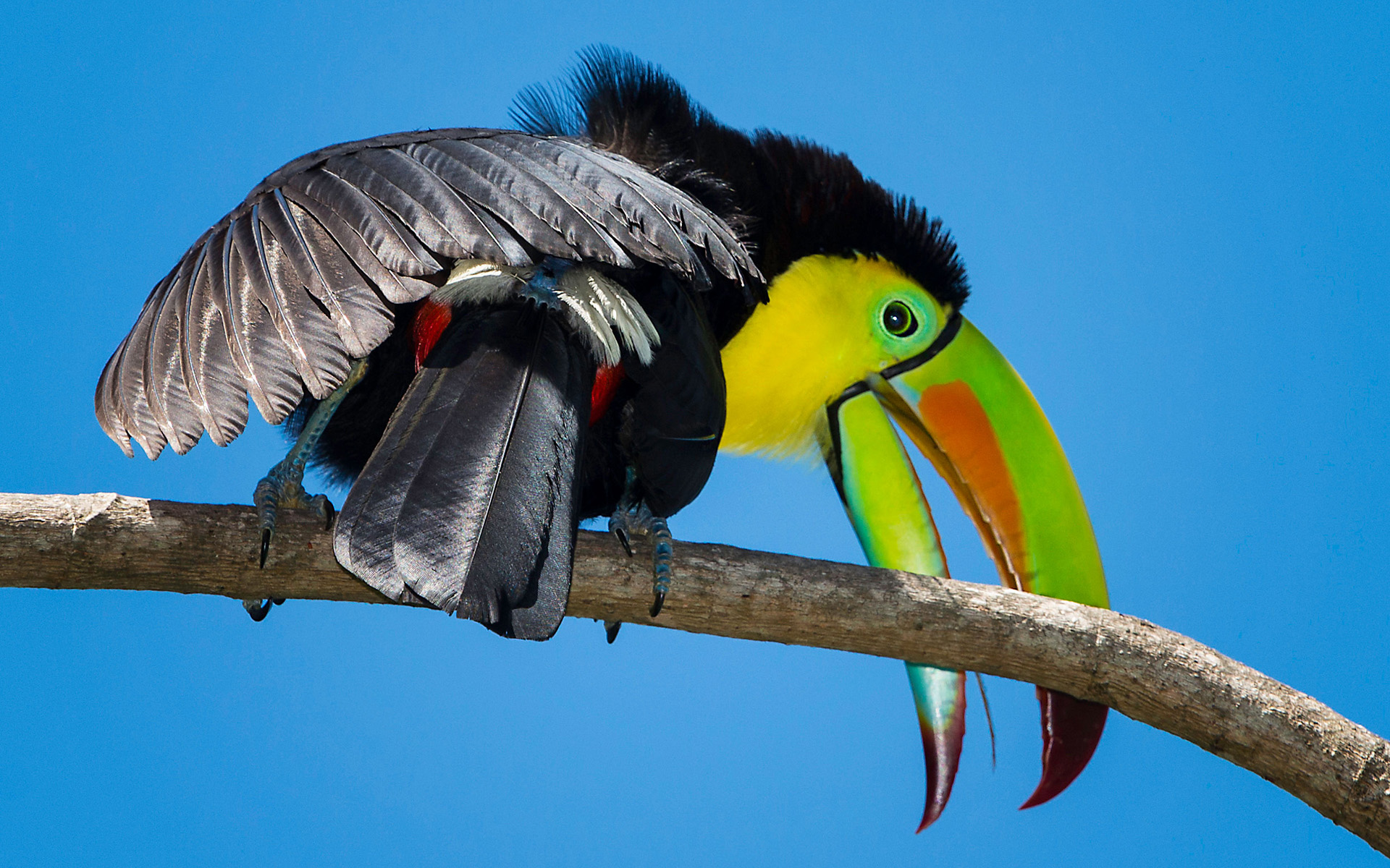 Fonds d'cran Animaux Oiseaux - Toucans 