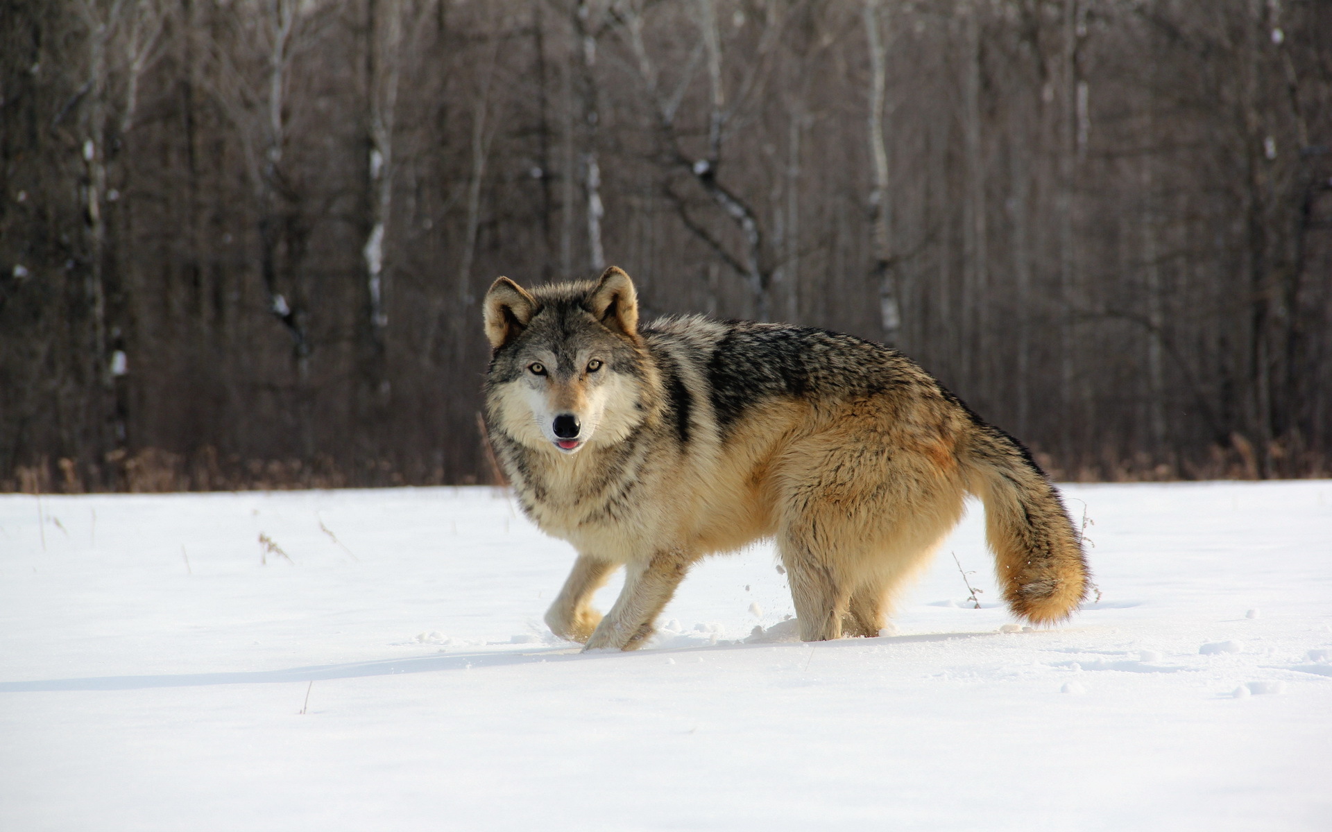 Wallpapers Animals Wolves 