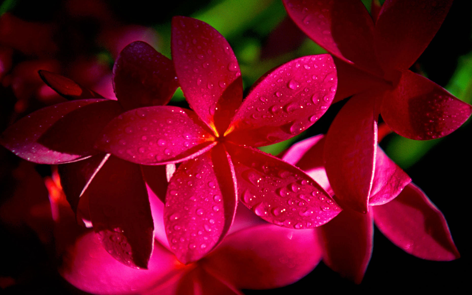 Fonds d'cran Nature Fleurs 