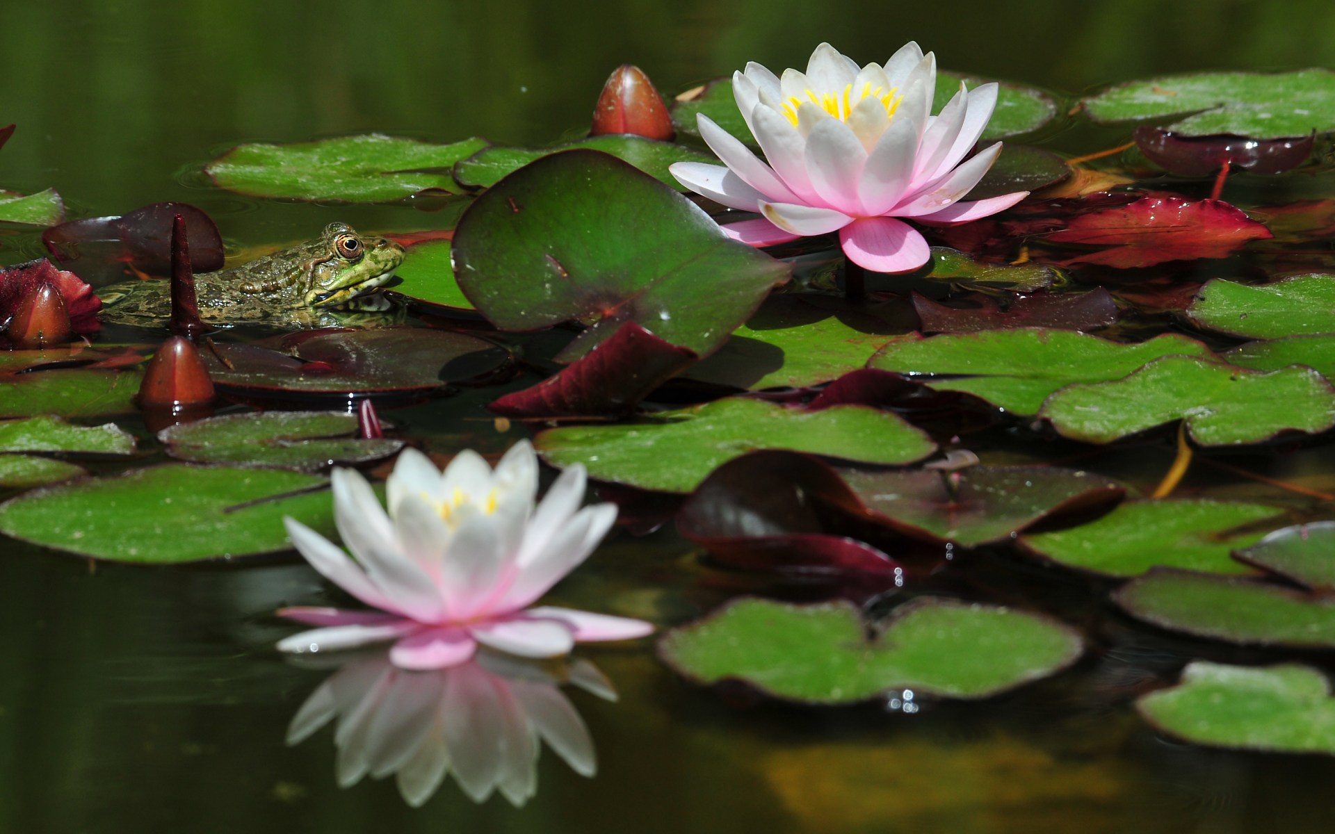 Fonds d'cran Nature Fleurs 