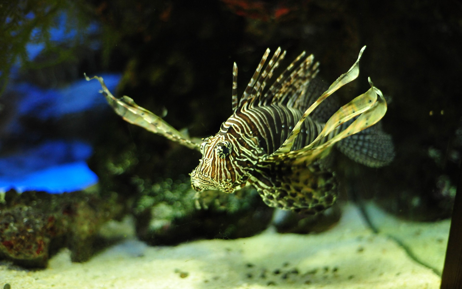 Fonds d'cran Animaux Vie marine - Poissons 