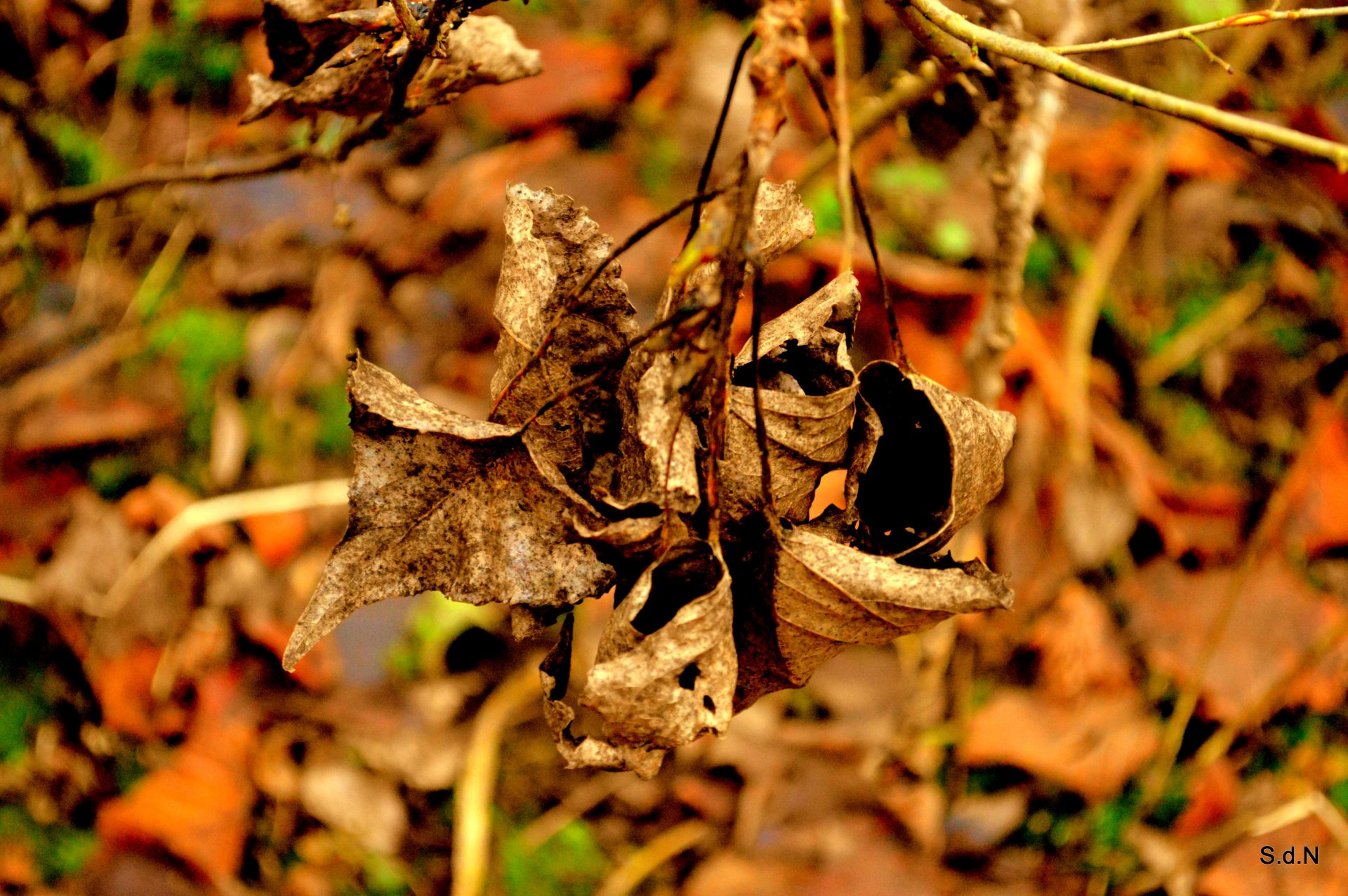 Fonds d'cran Nature Feuilles - Feuillages FEUILLAGE-TRONC-CHAMPIGNONS