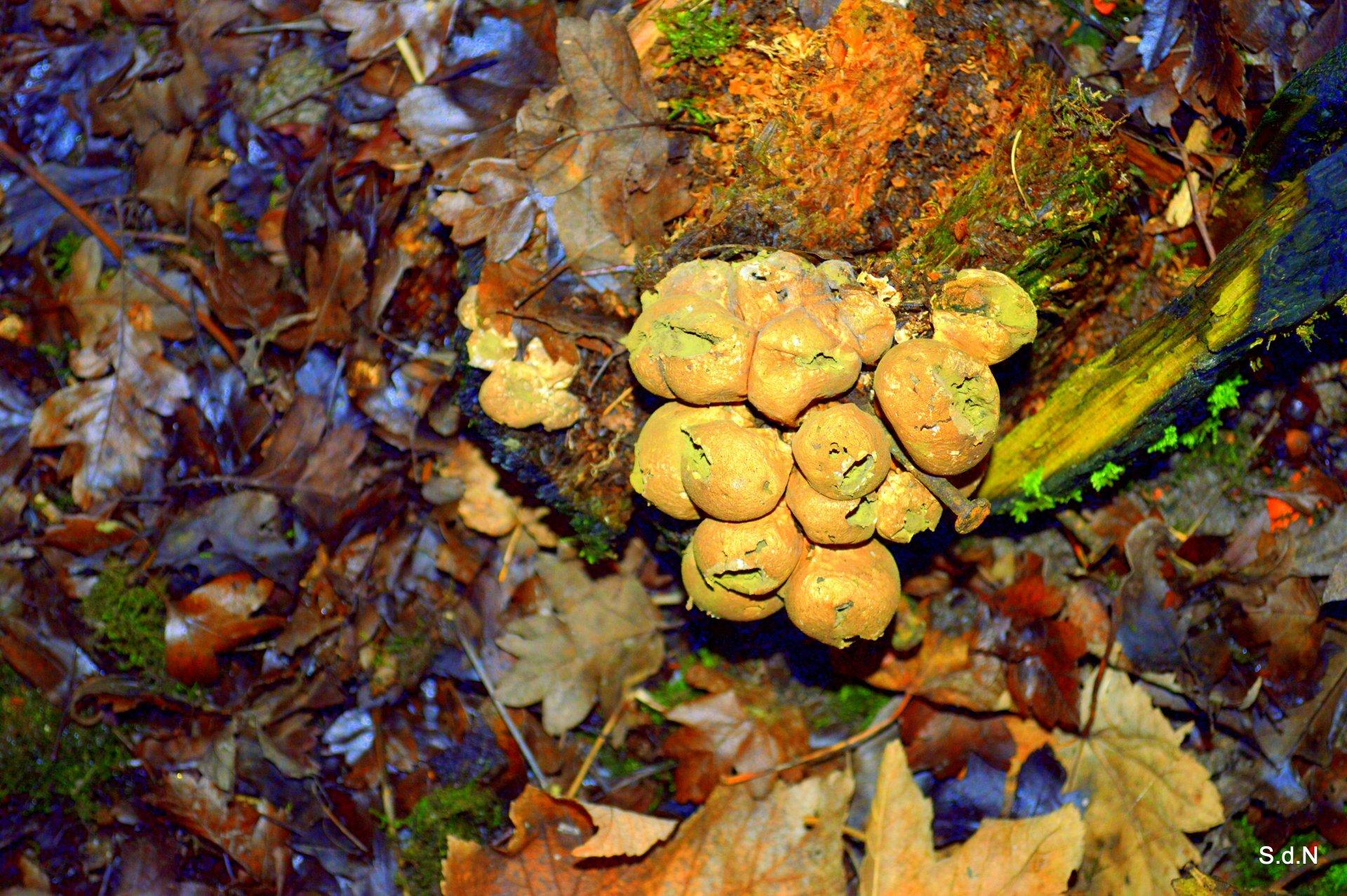 Fonds d'cran Nature Champignons FEUILLAGE-TRONC-CHAMPIGNONS