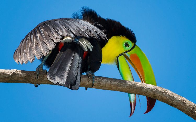 Fonds d'cran Animaux Oiseaux - Toucans Wallpaper N349446