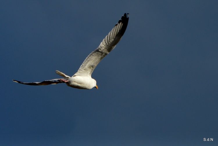 Wallpapers Animals Birds - Gulls GOELAND