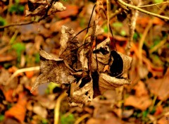  Nature FEUILLAGE-TRONC-CHAMPIGNONS