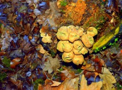  Nature FEUILLAGE-TRONC-CHAMPIGNONS