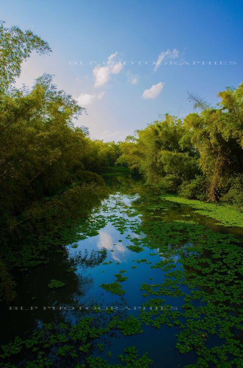 Fonds d'cran Nature Fleuves - Rivires - Torrents La rivière Ste-Suzanne et ses jacinthes d'eau