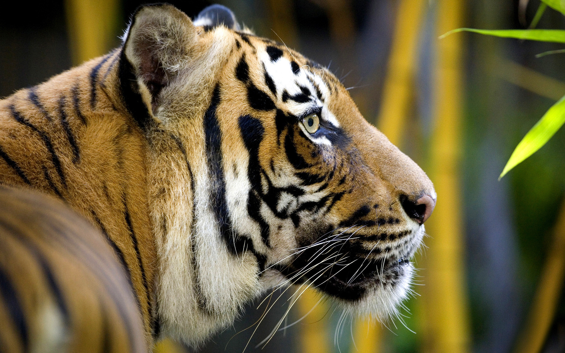 Fonds d'cran Animaux Flins - Tigres 