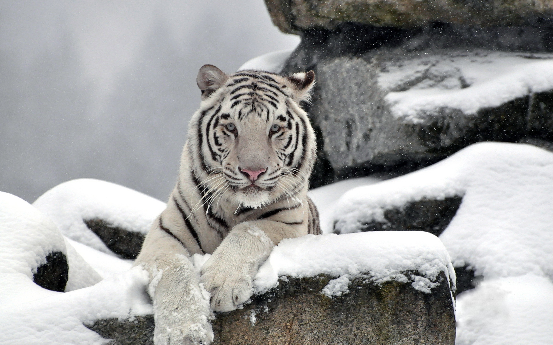 Fonds d'cran Animaux Flins - Tigres 