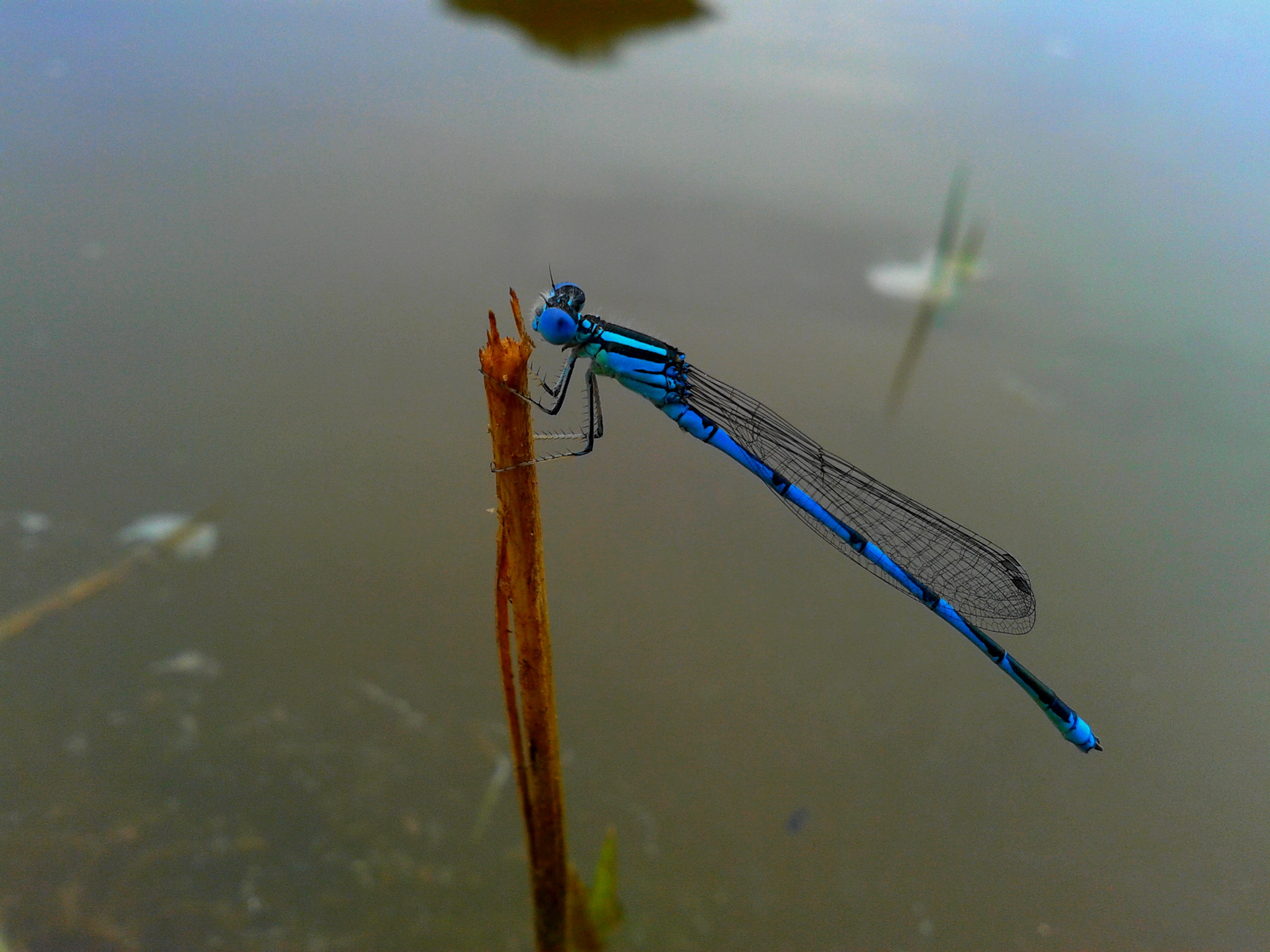 Fonds d'cran Animaux Insectes - Libellules libellule bleue