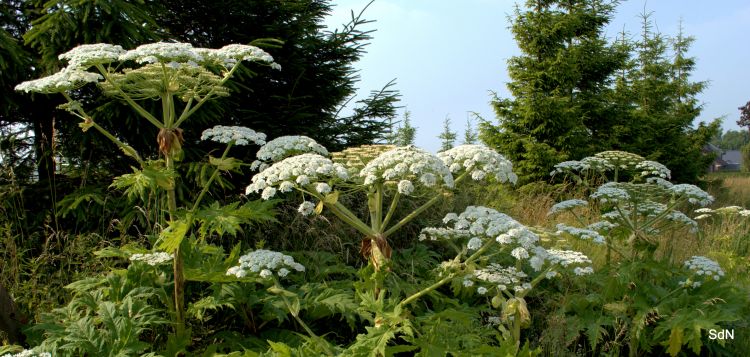 Fonds d'cran Nature Fleurs SAINT JANS CAPPEL