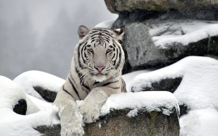 Fonds d'cran Animaux Flins - Tigres Wallpaper N349710