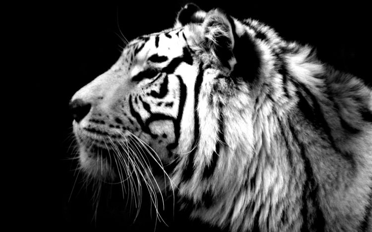 Fonds d'cran Animaux Flins - Tigres Wallpaper N349711