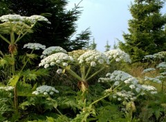  Nature SAINT JANS CAPPEL