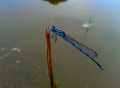  Animals libellule bleue