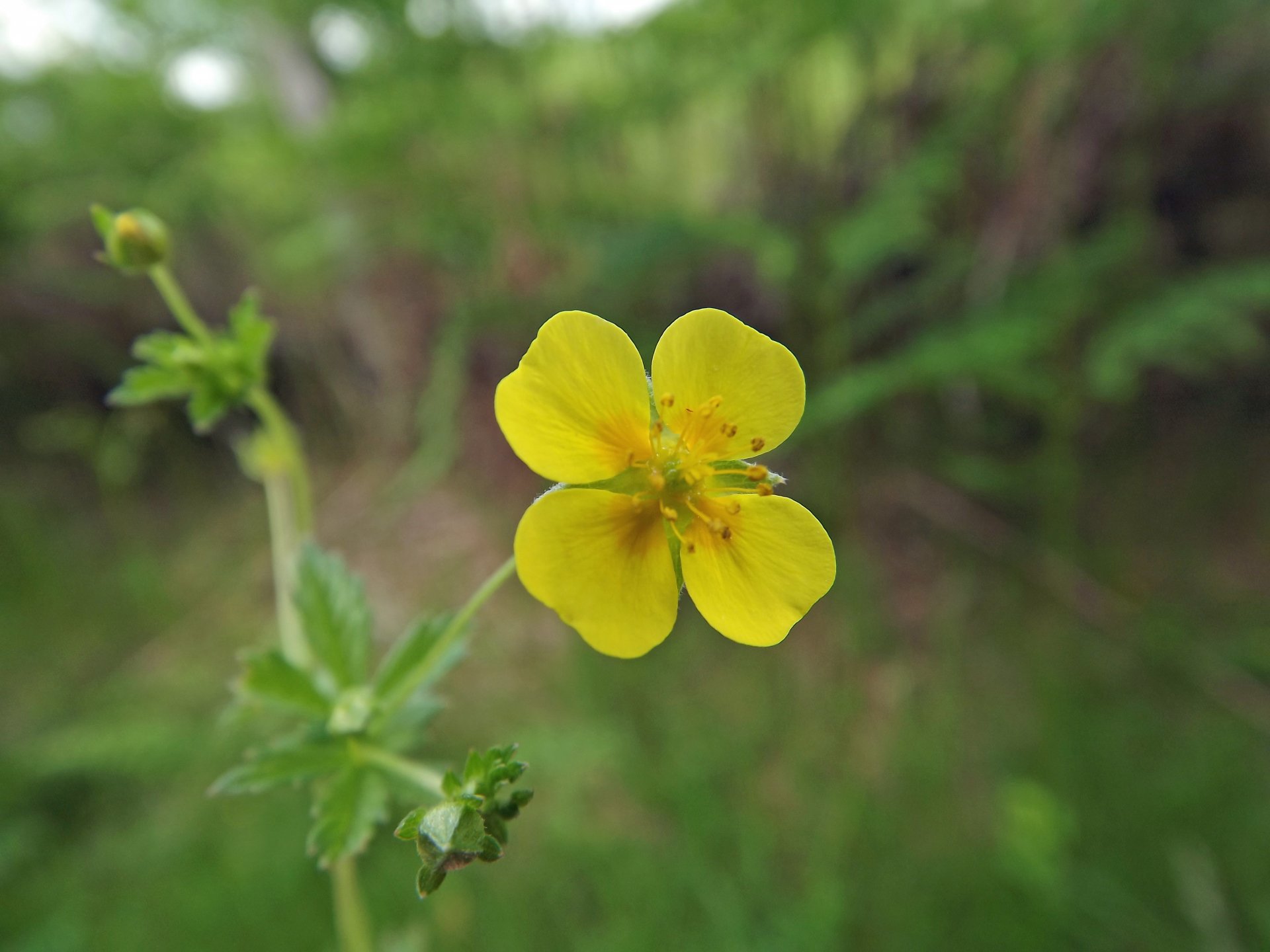 Wallpapers Nature Flowers 