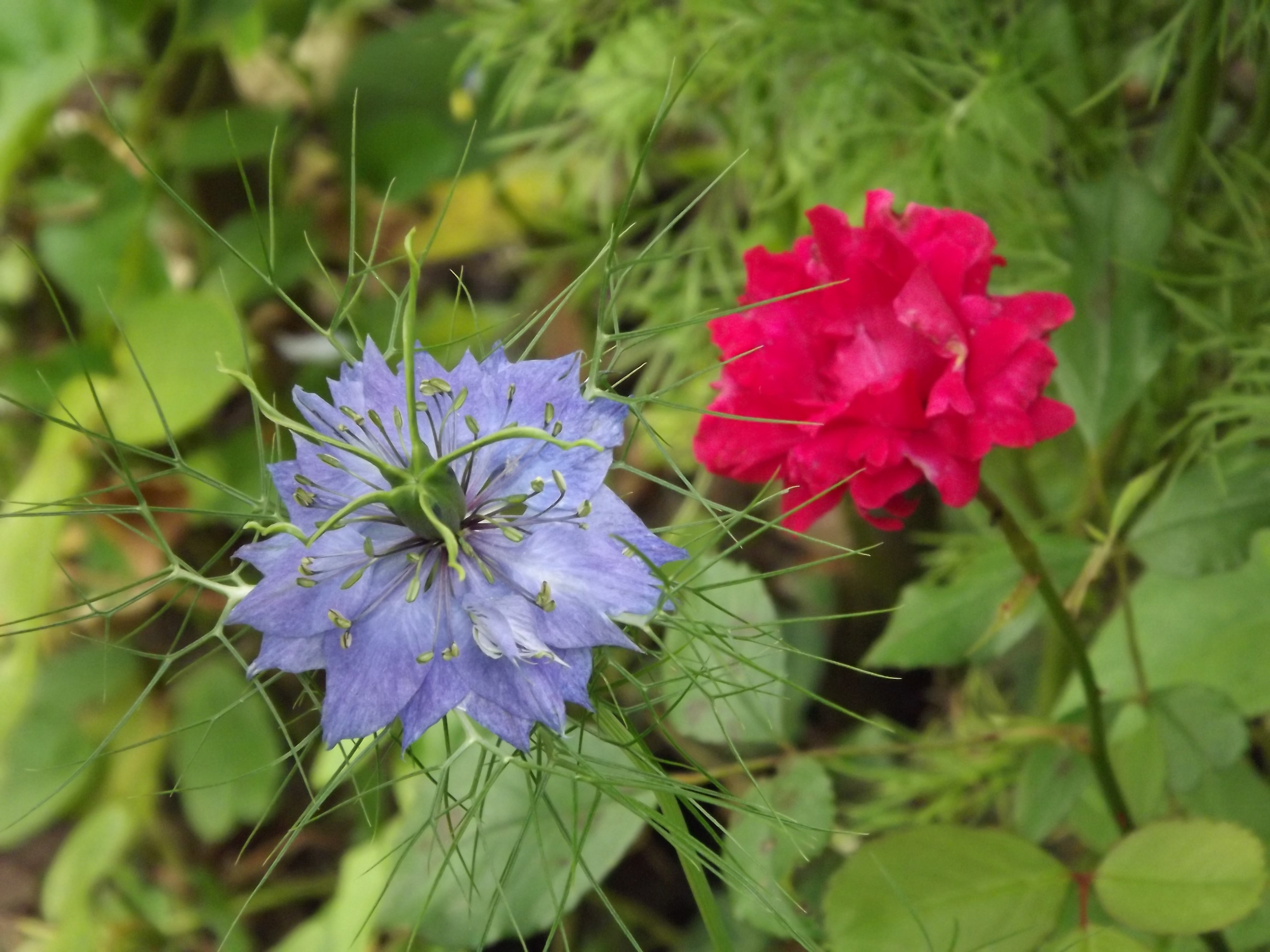 Wallpapers Nature Flowers 