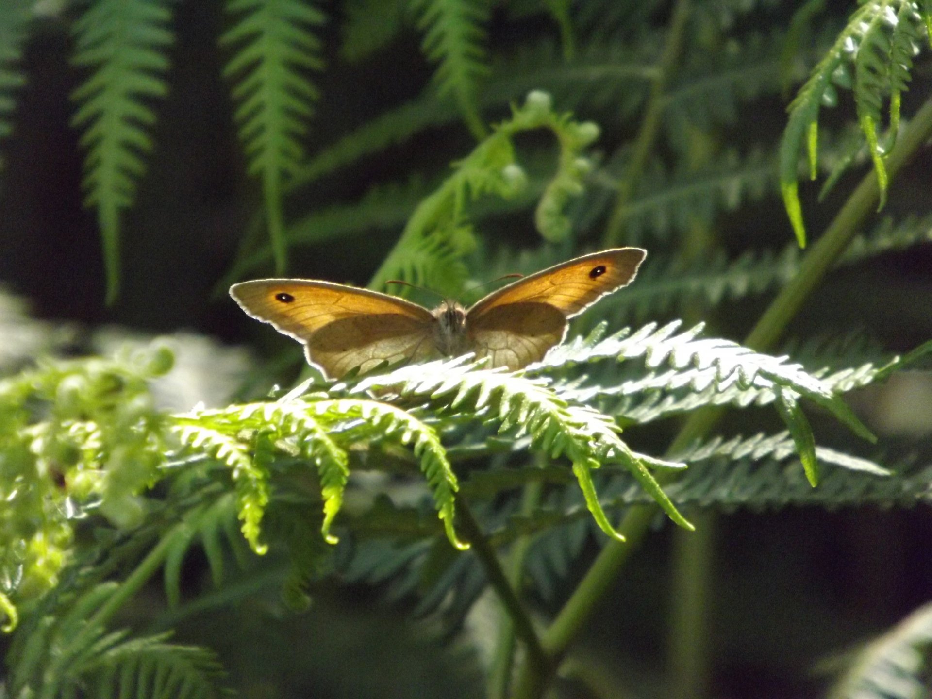 Fonds d'cran Animaux Insectes - Papillons 