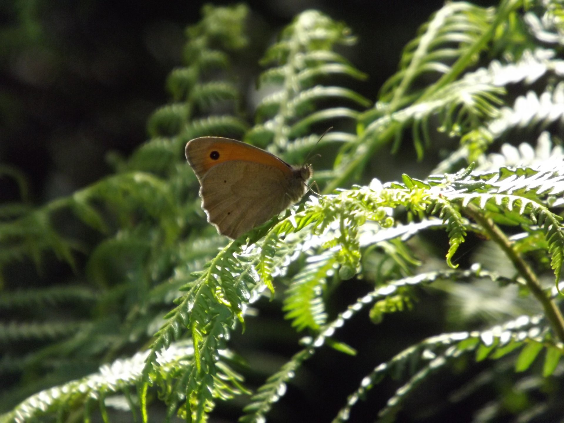 Fonds d'cran Animaux Insectes - Papillons 