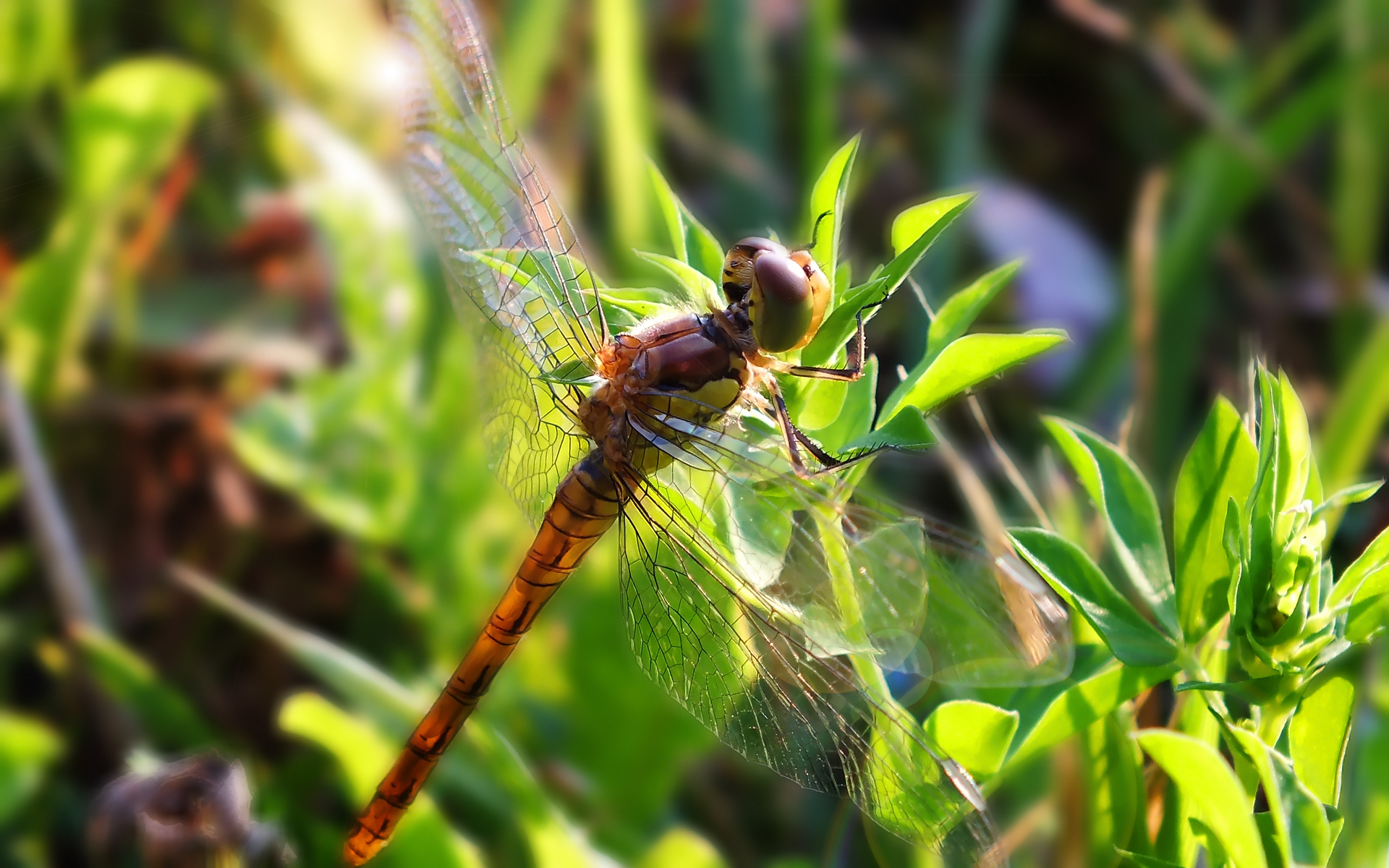 Fonds d'cran Animaux Insectes - Libellules 