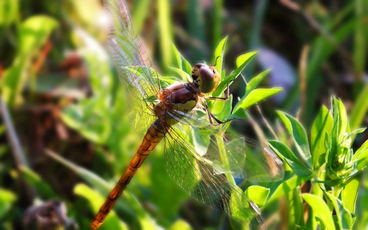 Fonds d'cran Animaux Insectes - Libellules Wallpaper N349845