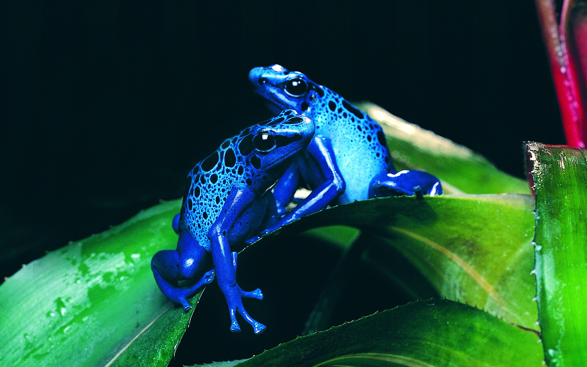 Fonds d'cran Animaux Grenouilles - Crapauds 