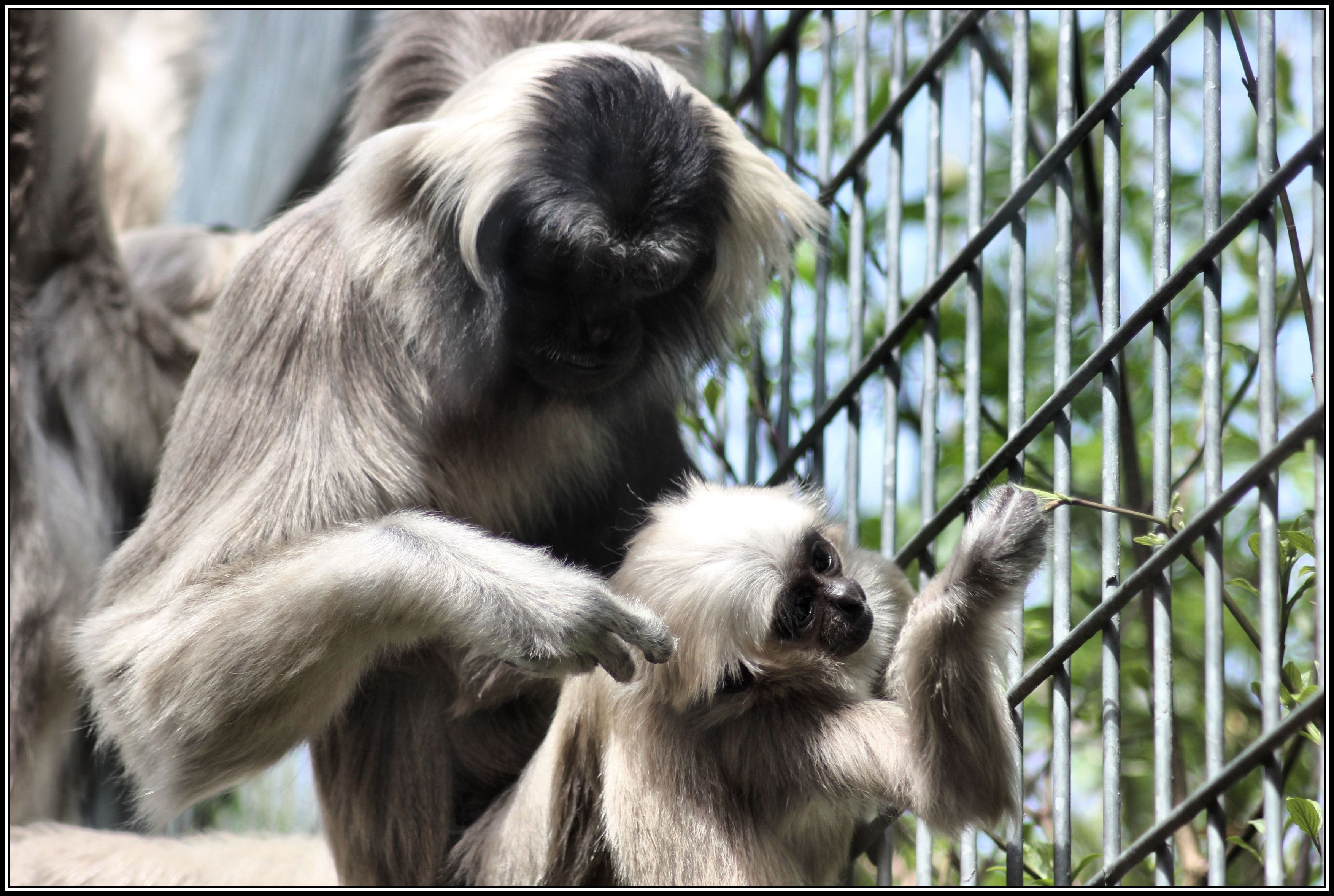 Fonds d'cran Animaux Singes Tendresse