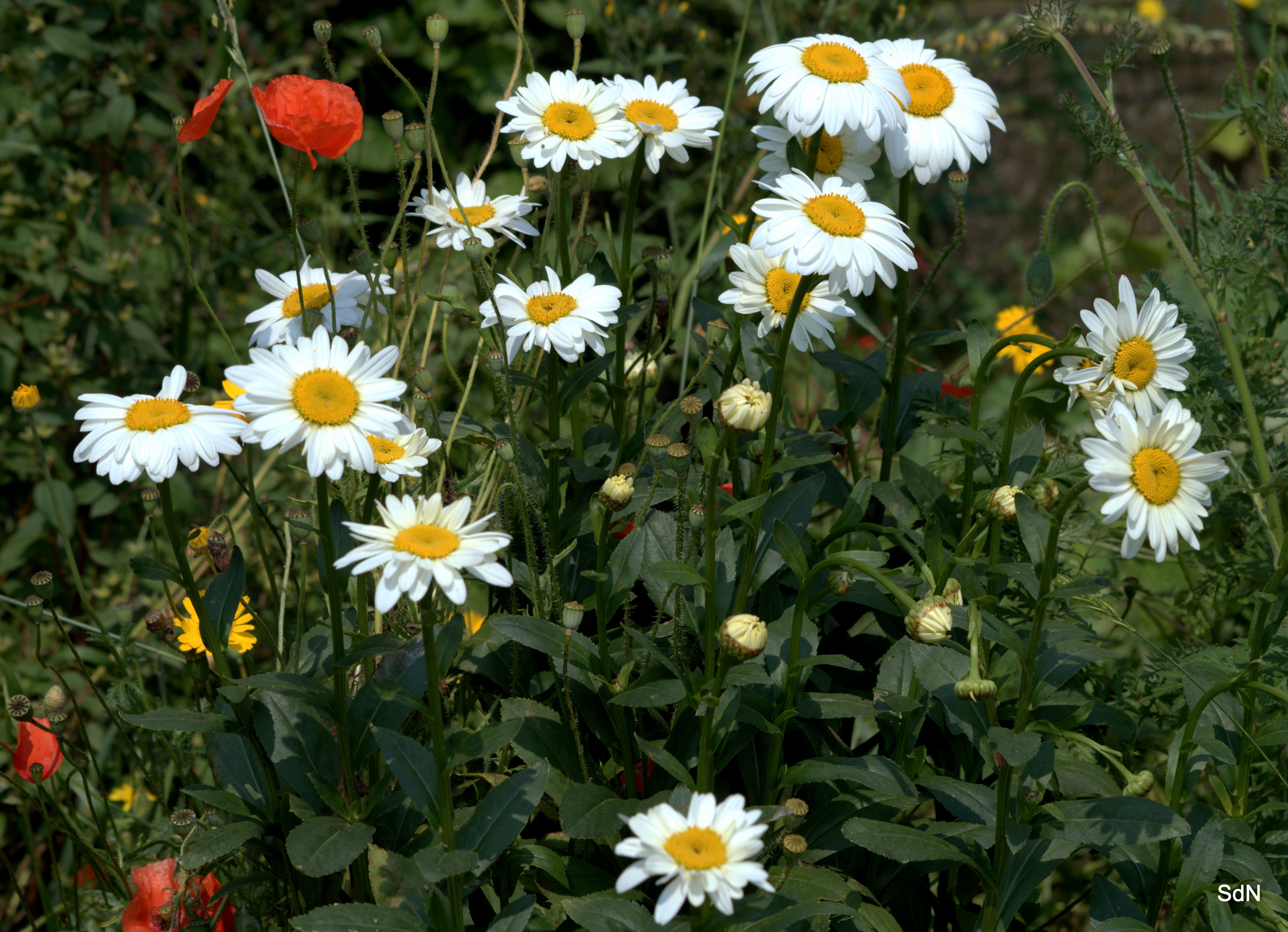 Fonds d'cran Nature Fleurs SAINT JANS CAPPEL