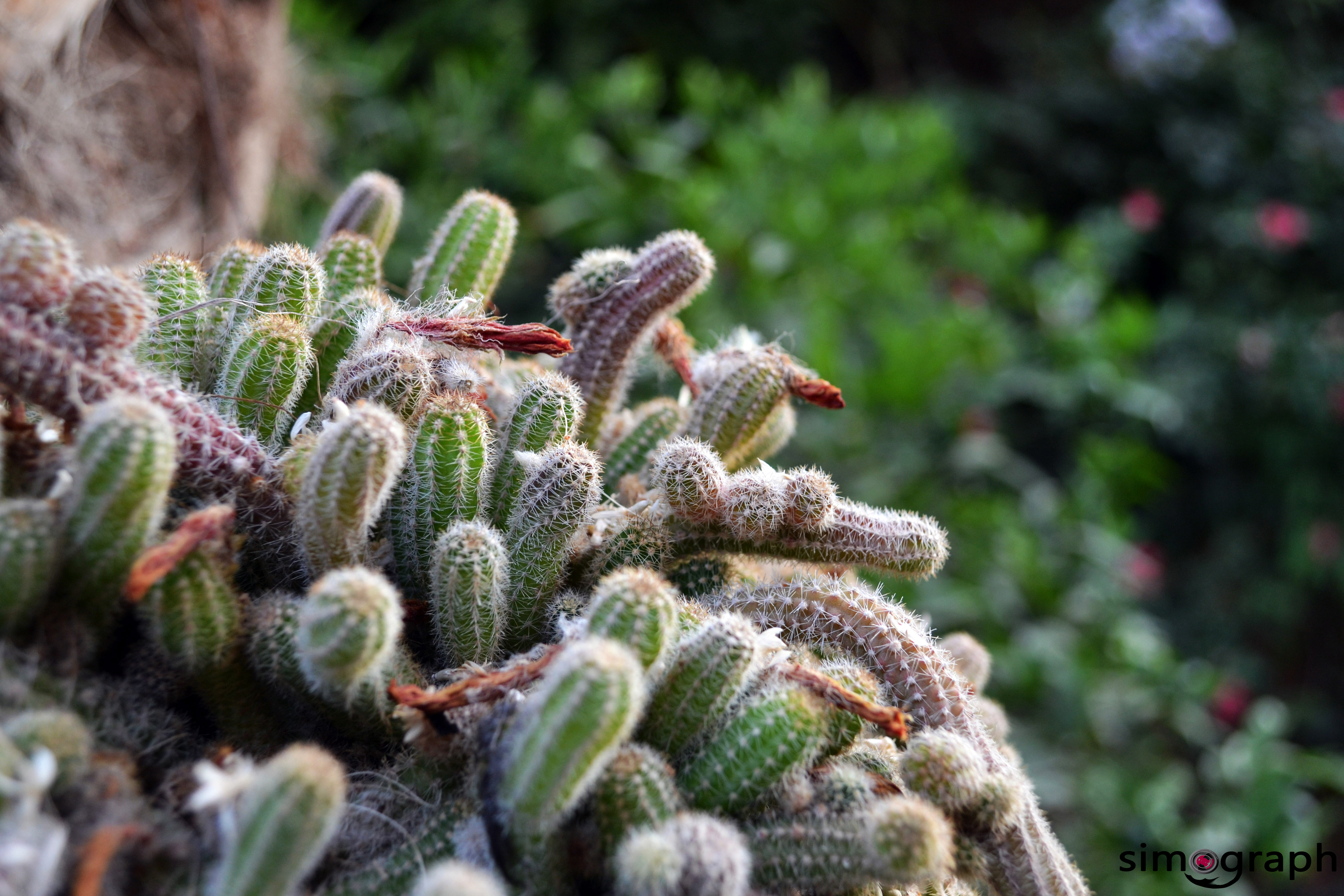 Fonds d'cran Nature Cactus vert-dose 