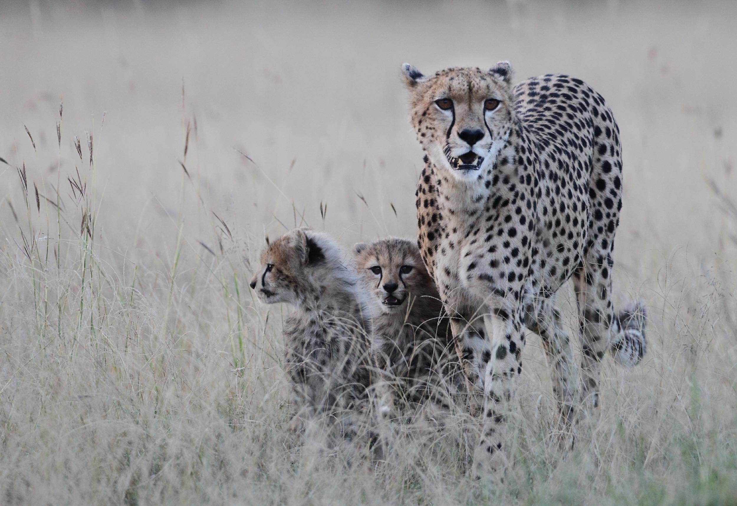 Wallpapers Animals Felines - Cheetahs 