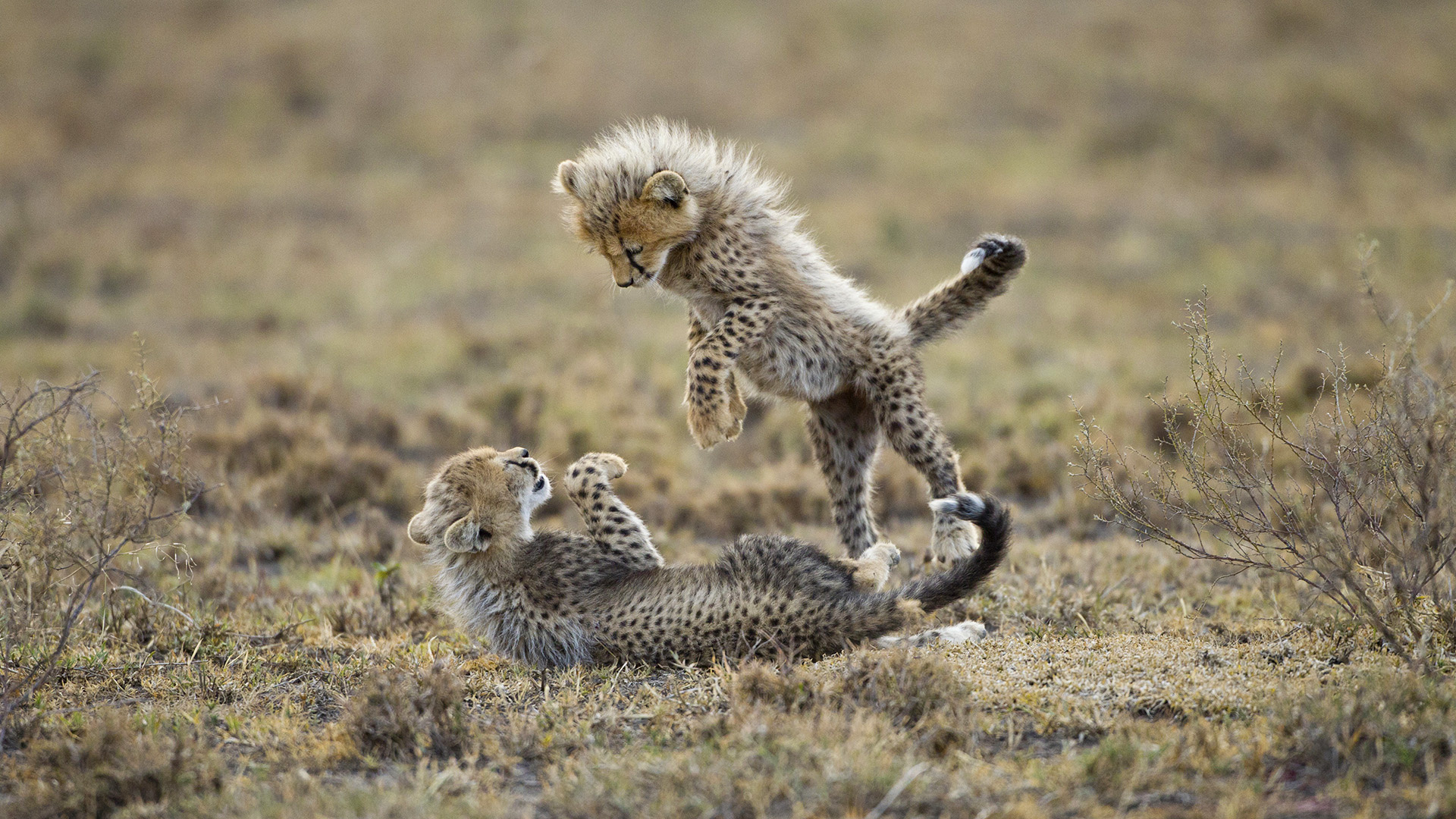 Wallpapers Animals Felines - Cheetahs 