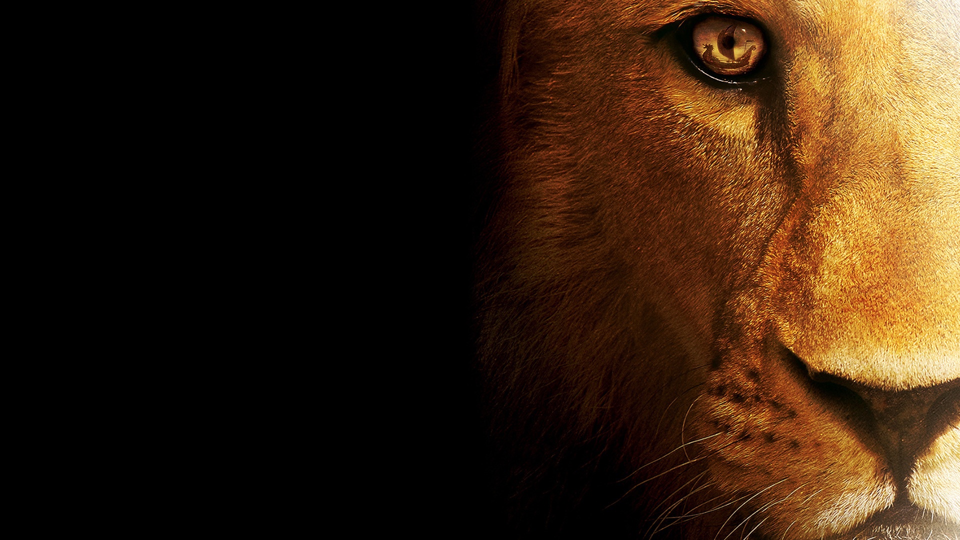 Wallpapers Animals Felines - Lions 