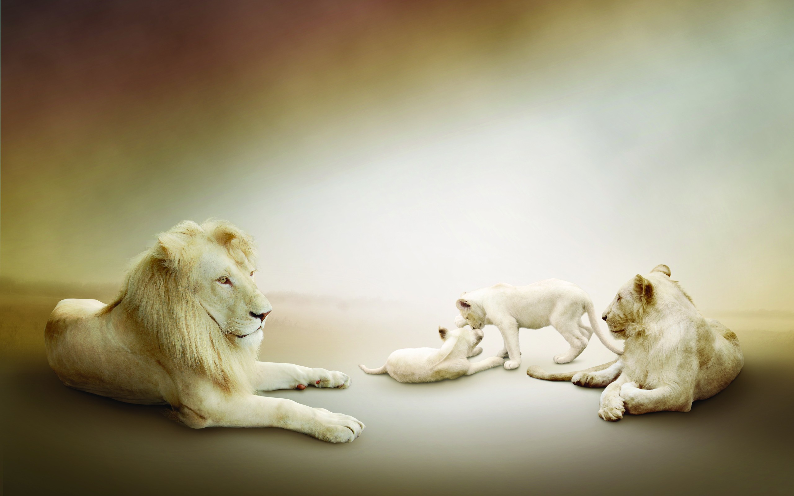 Wallpapers Animals Felines - Lions 