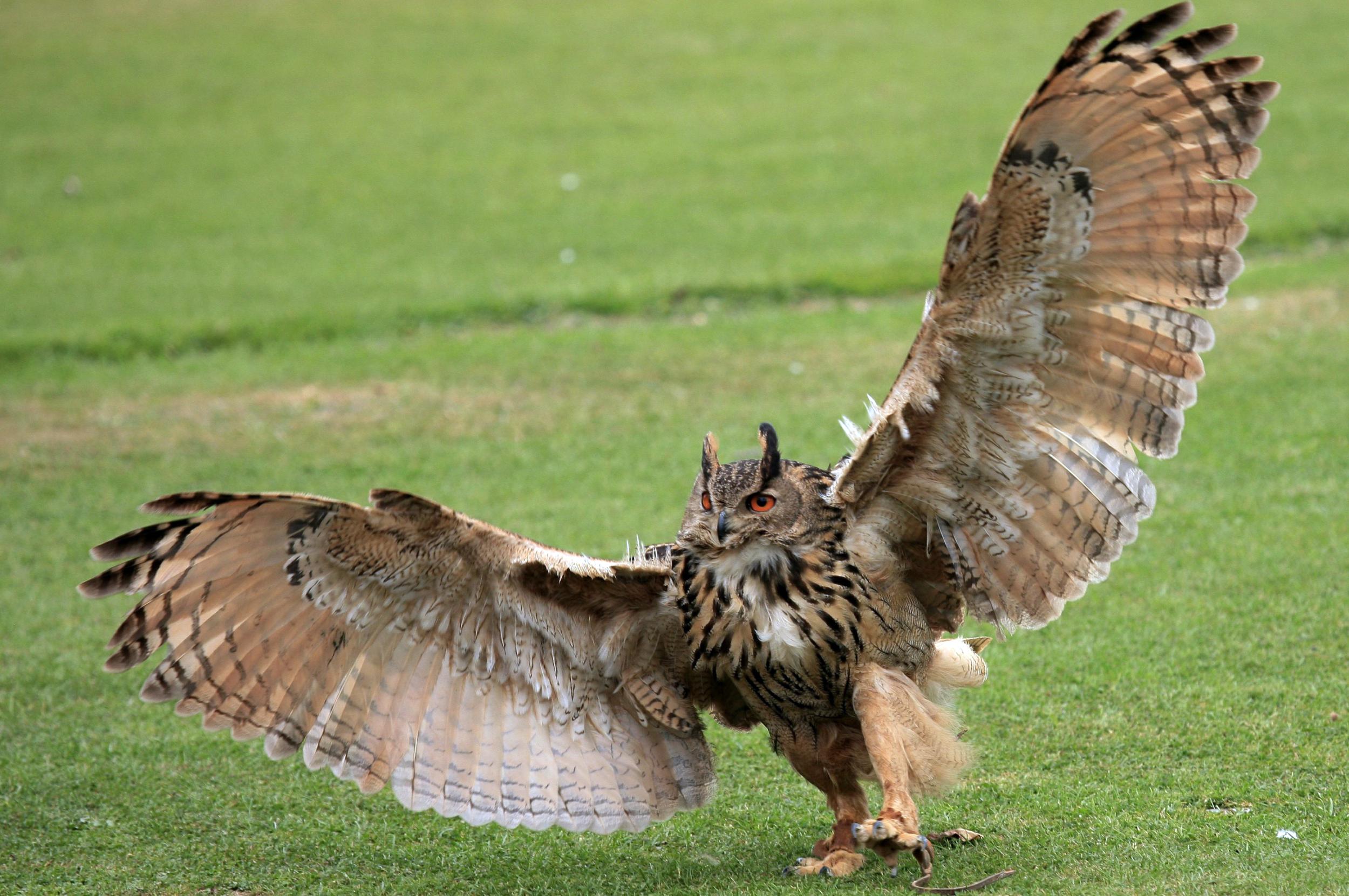 Fonds d'cran Animaux Oiseaux - Hiboux et Chouettes 