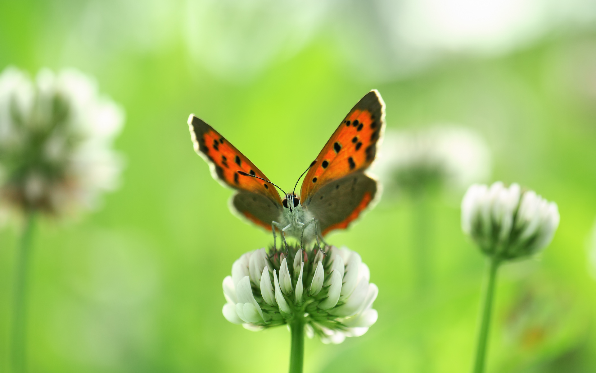 Wallpapers Animals Insects - Butterflies 